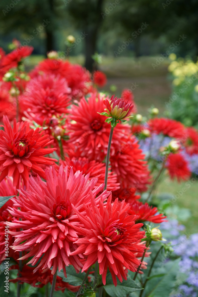 Red semi-cactus Dahlias in Garden Red semi-cactus Dahlias in Garden