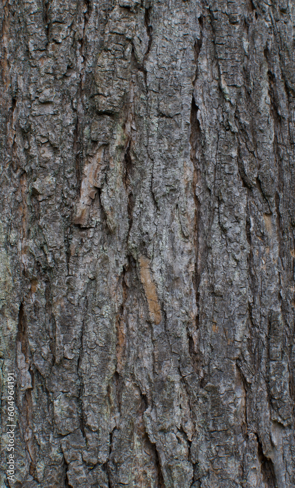 Details of the bark of catalpa ovata Details of the bark of catalpa ovata