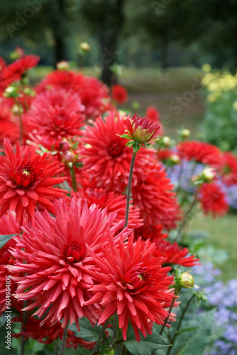 Red semi-cactus Dahlias in Garden © Ambernila
