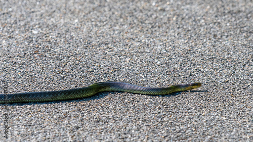  Aesculapian snake, Zamenis longissimus, Elaphe longissima photo