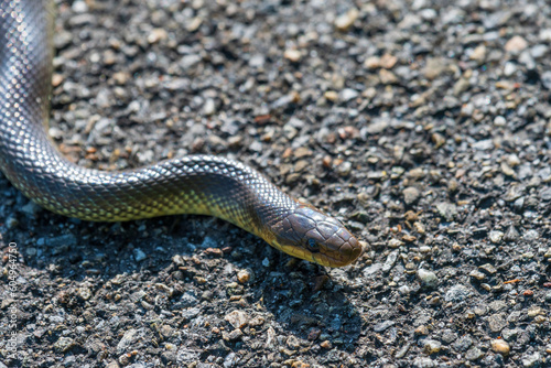  Aesculapian snake, Zamenis longissimus, Elaphe longissima