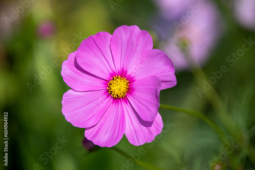 Royal gardens with plants, colourful flowers and insects