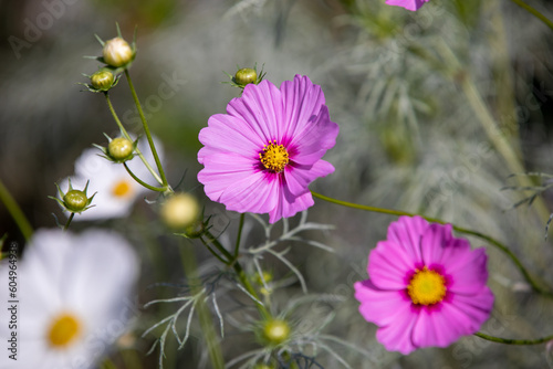 Royal gardens with plants, colourful flowers and insects