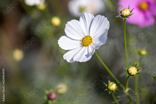 Royal gardens with plants, colourful flowers and insects