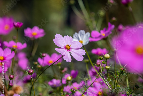 Royal gardens with plants, colourful flowers and insects