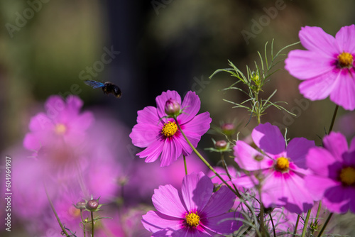 Royal gardens with plants, colourful flowers and insects