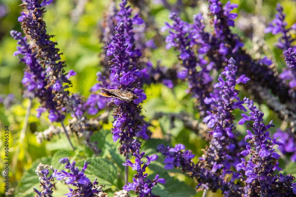 Obraz premium Royal gardens with plants, colourful flowers and insects