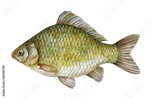 Watercolor crucian carp (Carassius carassius). Hand drawn fish illustration isolated on white background.