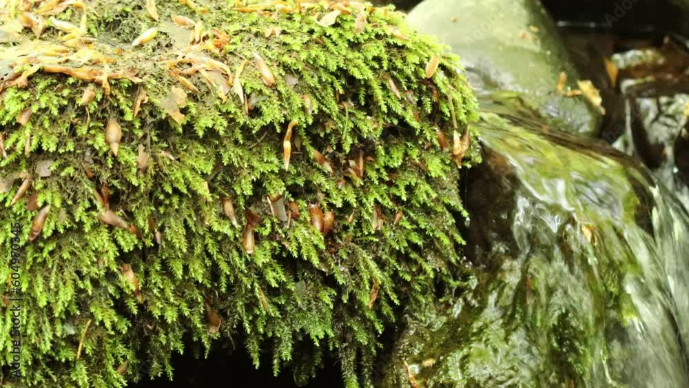 Fließendes Wasser in der Kaskadenschlucht in der Rhön Fließendes Wasser in der Kaskadenschlucht in der Rhön