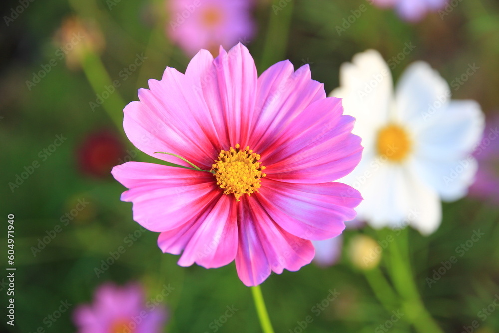 Pink and white cosmos flowers in the garden.Macro image.