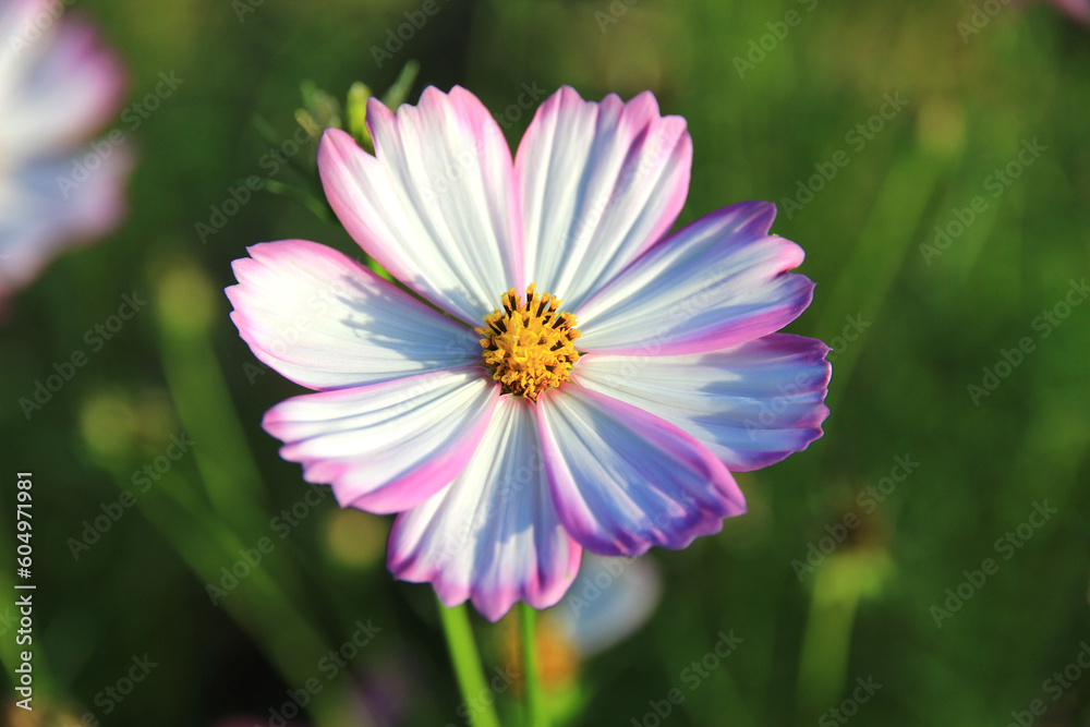 Pink and white cosmos flowers in the garden.Macro image. Pink and white cosmos flowers in the garden.Macro image.
