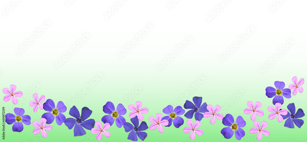 Frühlingsbanner, rosa lila Blüten auf grünem verlaufendem Hintergrund Frühlingsbanner, rosa lila Blüten auf grünem verlaufendem Hintergrund