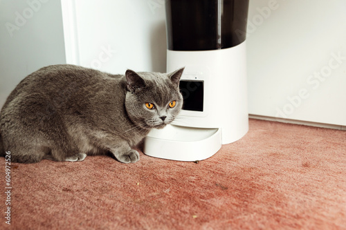 smart cat feeder Scottish cat is waiting for food. feeder for pets. automatic feed for pets. modern technologies. feed in a feeder. meals on time. domestic cat