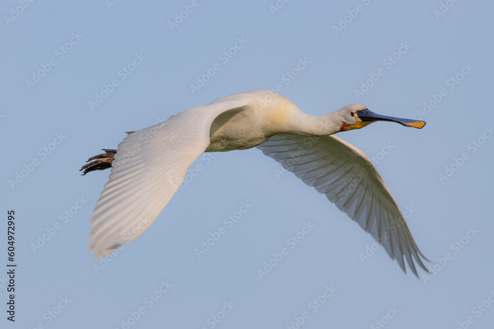 Obraz premium spoonbill