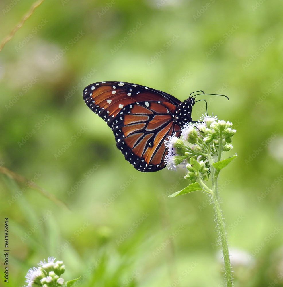 butterfly on a flower butterfly on a flower