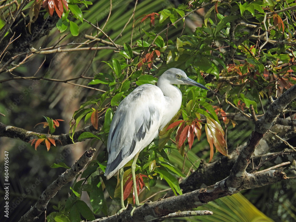 Fototapeta premium great blue heron