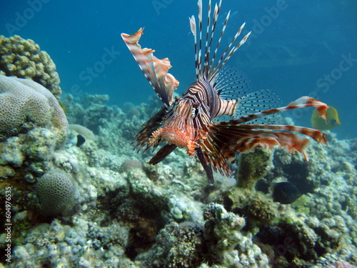 Lion Fish in the Red Sea.Lion Fish in the Red Sea in clear blue water hunting for food . 