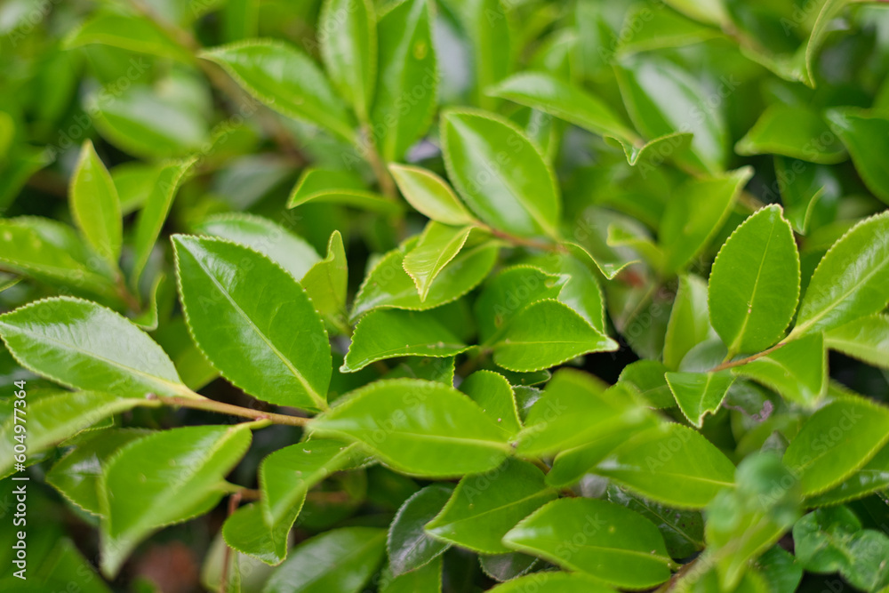 植え込みの緑 植え込みの緑