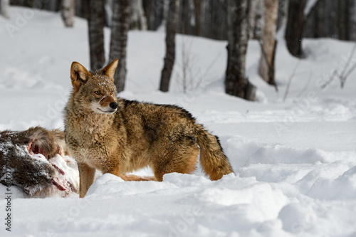 Coyote (Canis latrans) Looks Up Fur Over Nose Winter