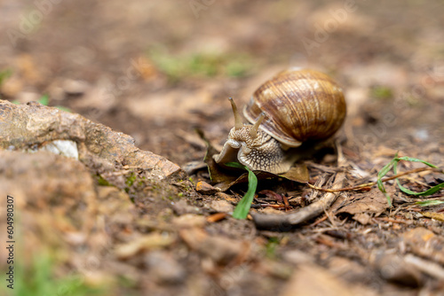 A large slug snail in a shell eats a blade of grass. Close-up image