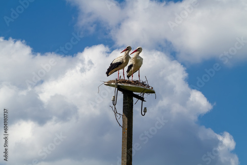 A pair of storks building a nest