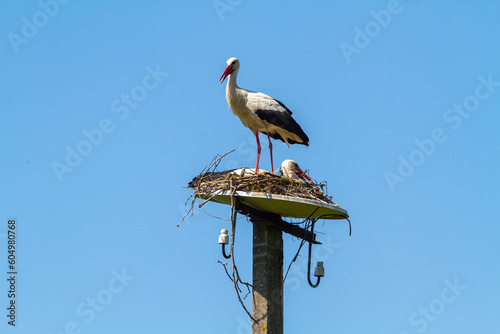 A pair of storks building a nest