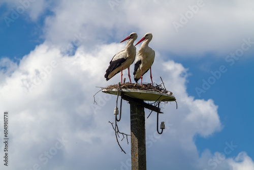 A pair of storks building a nest