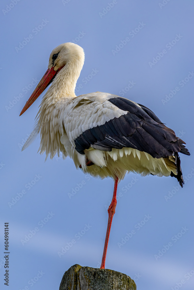 Fototapeta premium A white stork stands one-legged on a telegraph pole. He does not let himself be distracted where the upcoming wind.