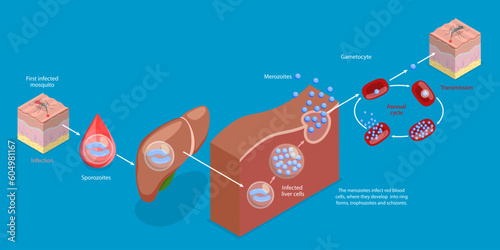 3D Isometric Flat Vector Conceptual Illustration of Life Cycle Of A Malaria Parasite, Spread to Humans by the Bite of an Infected Mosquito photo