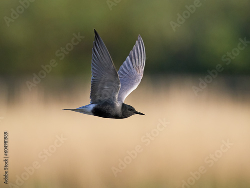 Black tern (Chlidonias niger) photo