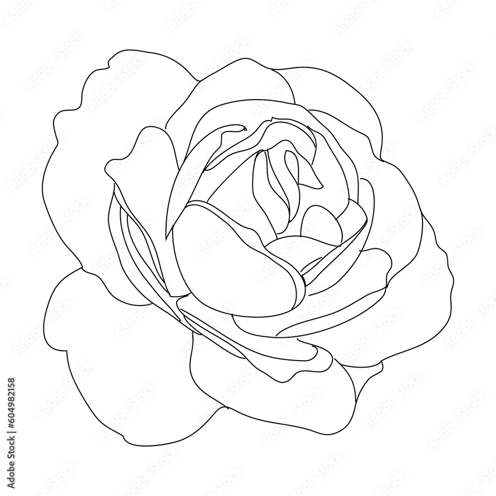 Obraz premium Rose line art