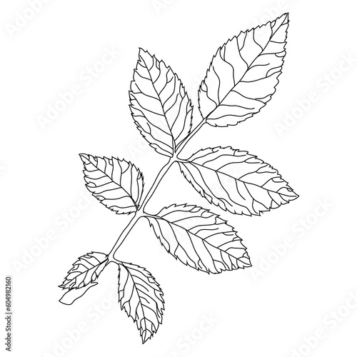 Rose branch with leaves line art, line art leaves © TalaKamora