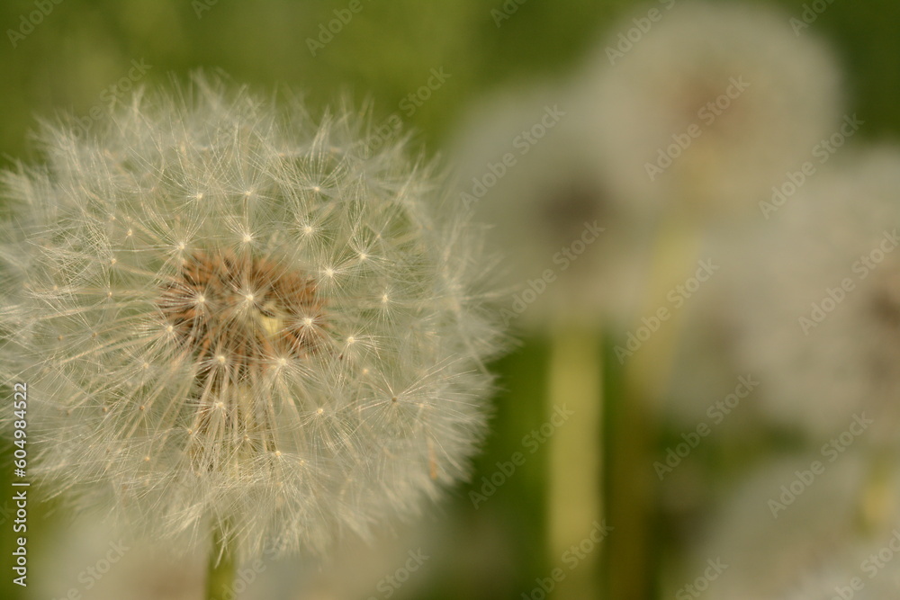 White fluffy dandelion close-up on a green field in summer White fluffy dandelion close-up on a green field in summer