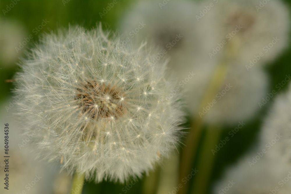 White fluffy dandelion on the field close-up White fluffy dandelion on the field close-up