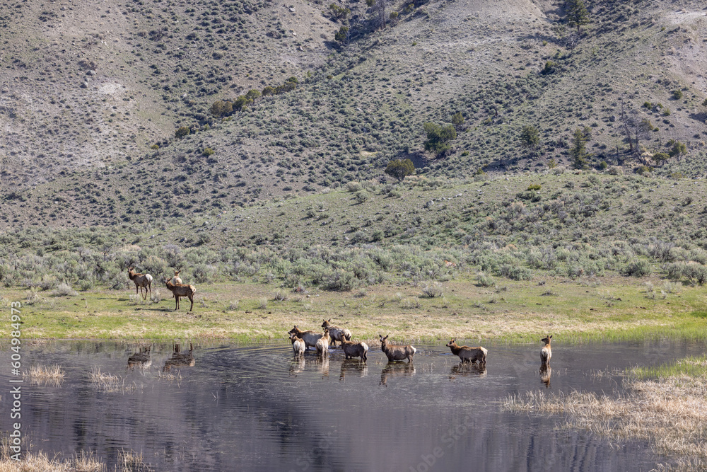 Herd of Cow elk at a Pond in Springtime
