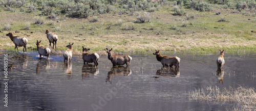 Herd of Cow elk at a Pond in Springtime