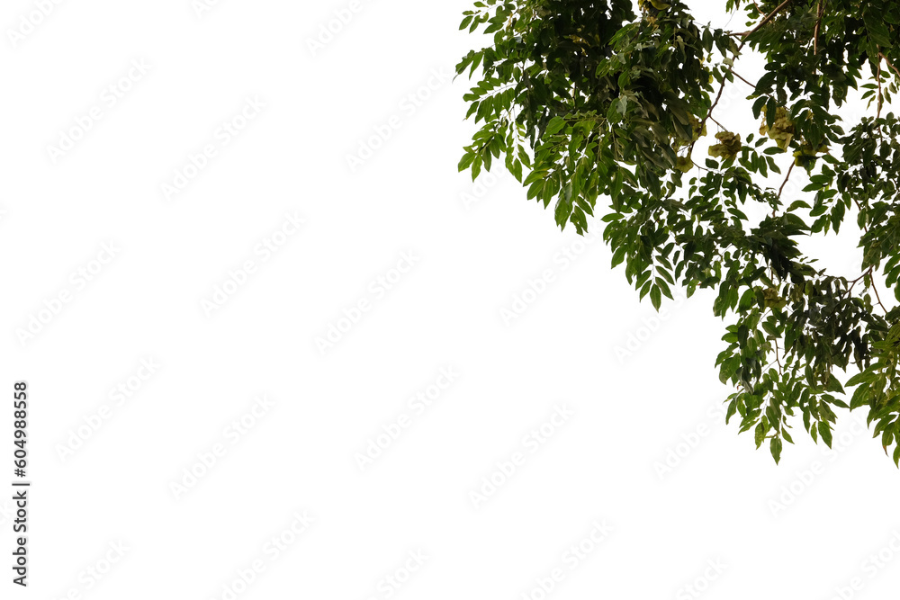 green leaves isolated cut out background green leaves isolated cut out background