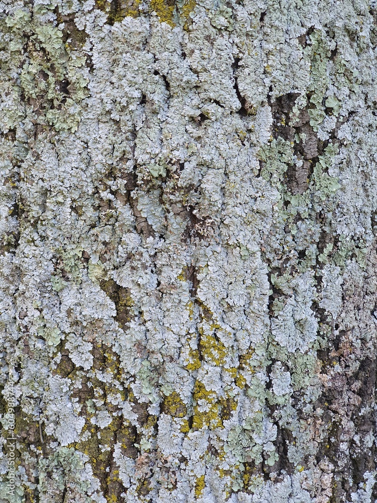Tree, fungus, bark, white, green, yellow, brown at topilejo, cdmx, mexico Tree, fungus, bark, white, green, yellow, brown at topilejo, cdmx, mexico