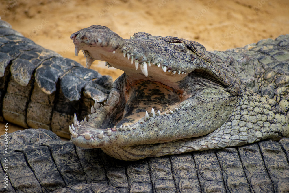 Fototapeta premium plein d'animaux