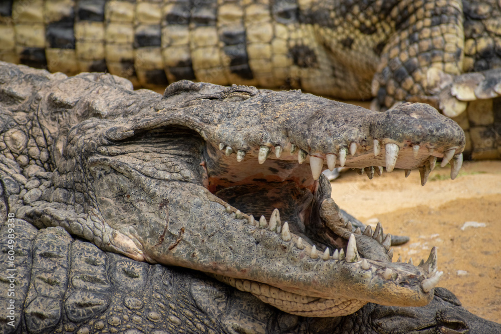 Obraz premium plein d'animaux