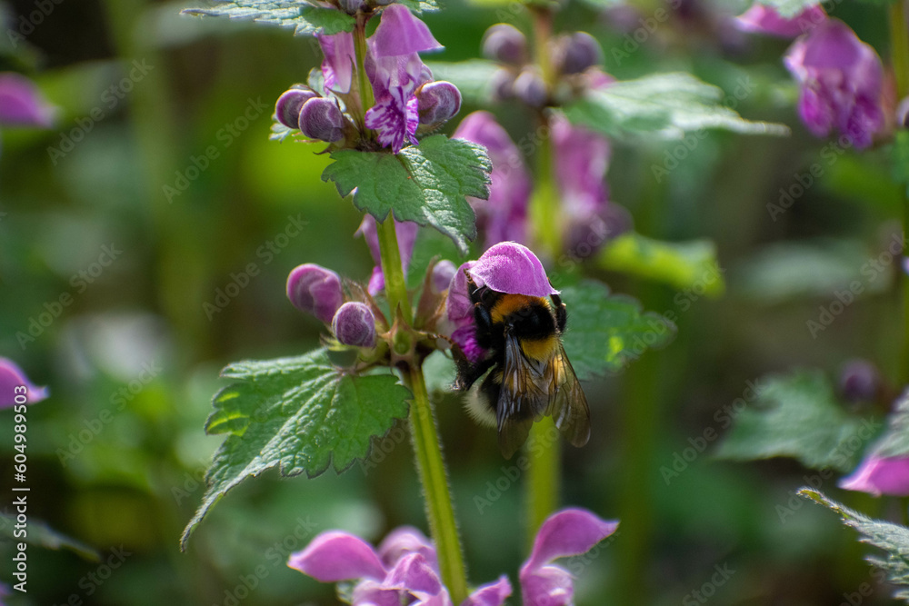 Fototapeta premium plein d'animaux
