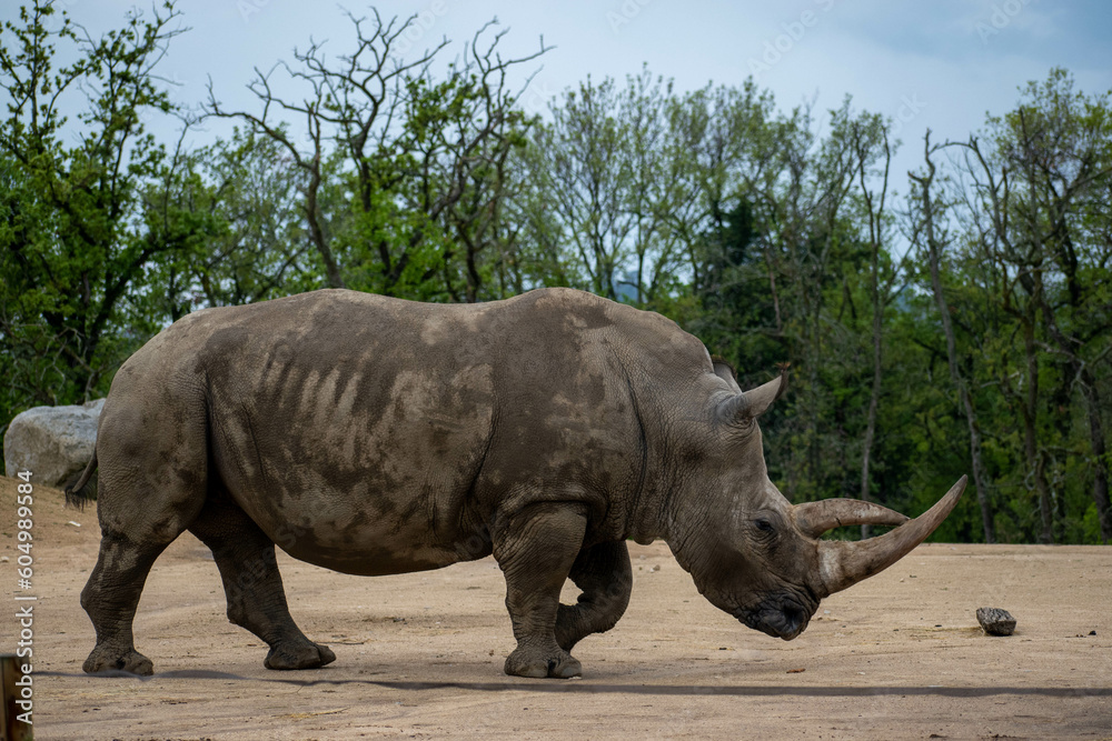 Obraz premium animaux divers