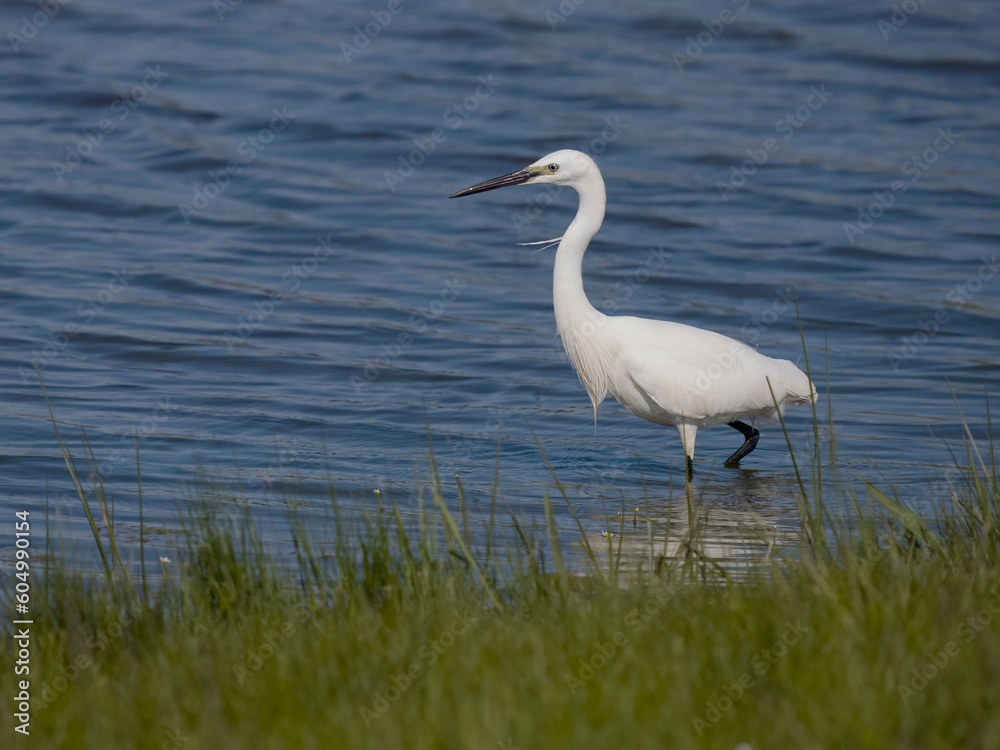 Little egret, Egretta garzetta Little egret, Egretta garzetta