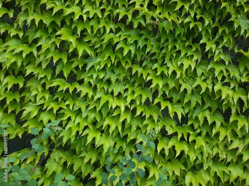 green leaves on the wall. summer.