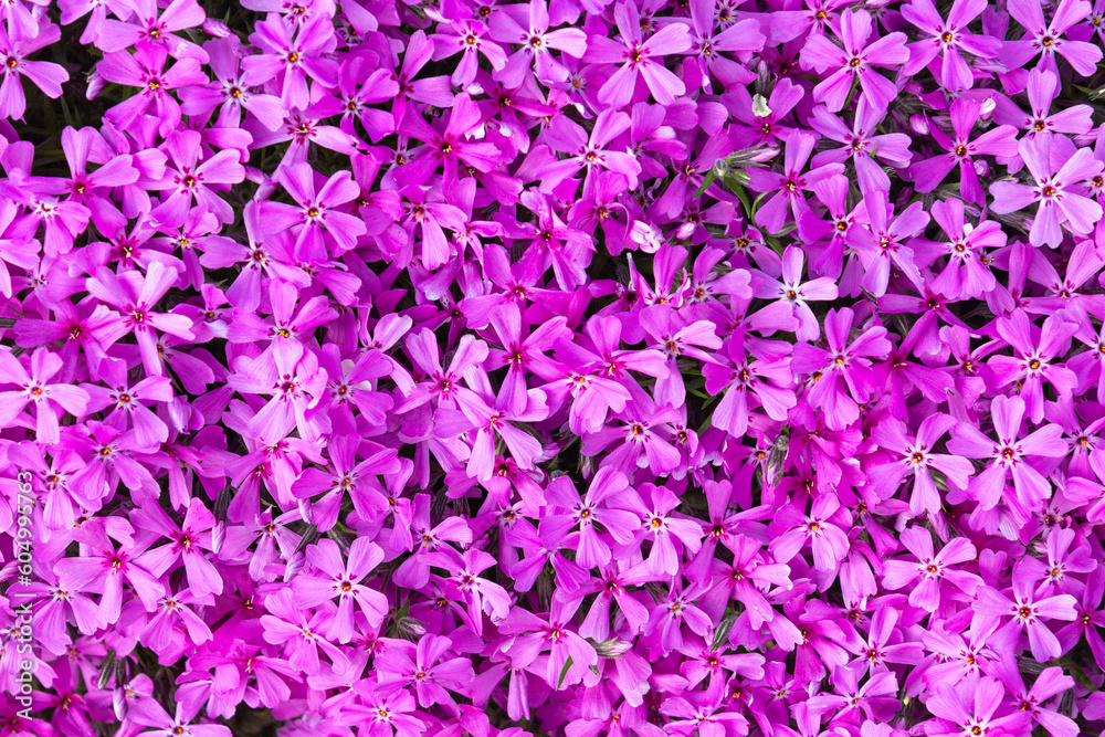 Background of small violet flowers