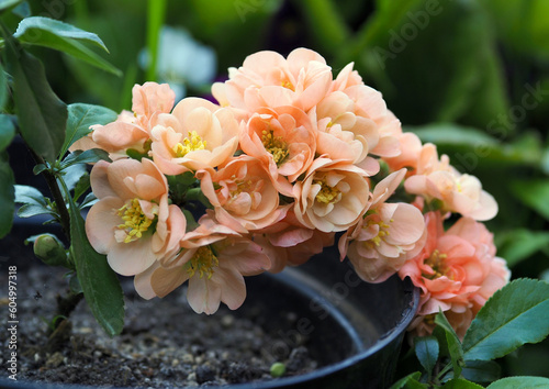 Flowering branch of Japanese quince