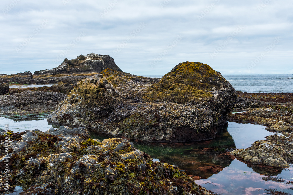 Tide Pools at Yaquina Head State Park, Oregon Tide Pools at Yaquina Head State Park, Oregon