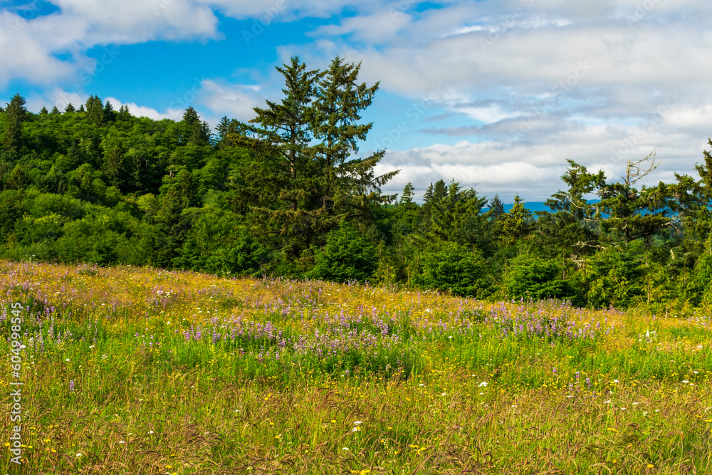 Coastal Meadow with wildflowers, Oregon, USA