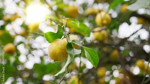 Yellow bergamots Tree in spring season  photo