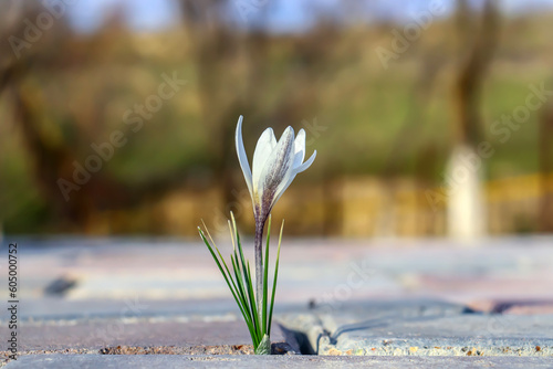 The first spring flower grew between the paving slabs in the park